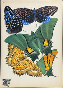 Seguy - Butterfly or Moth Pochoir. 6