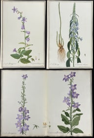 3 Original Watercolor of Bellflower (Campanula) after Ledl for Jacquin, Moriss (according to