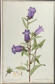 Original Watercolor of Canterbury Bells (Campanula medium) after Ledel for Knorr (according to