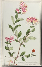 Original Watercolor of Honeysuckle (Lonicera periclymenum) after Brunner for Curtis (according to
