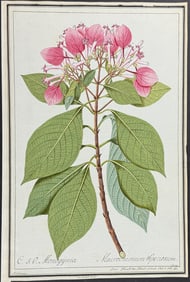 Original Watercolor of Macrochemum speciosum aftter Ledelmaier for Jacquin (according to Linnaeus