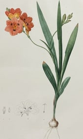 Redoute, Folio - Burnt Tritonia (Ixia Miniata)
