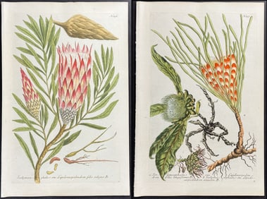 Weinmann - 4 Scolymocephalus Engravings