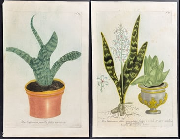 Weinmann - Pair of Aloe Engravings