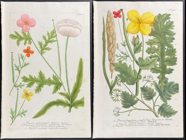 Weinmann - Pair of Poppy Engravings