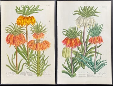 Weinmann - Pair of Crown Imperial Lily Engravings