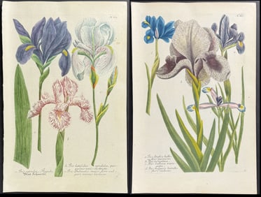 Weinmann - 4 Iris Engravings