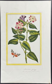 Buchoz - Botanical & Moth. 97