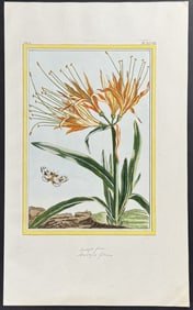Buchoz - Yellow Spider Lily & Moth. 48