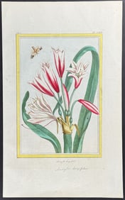 Buchoz - Amaryllis & Moth. 69