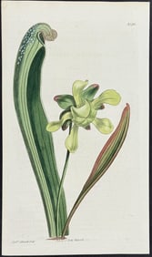 Curtis - Carnivorous Hook-leaved Side-Saddle-Flower. 1710