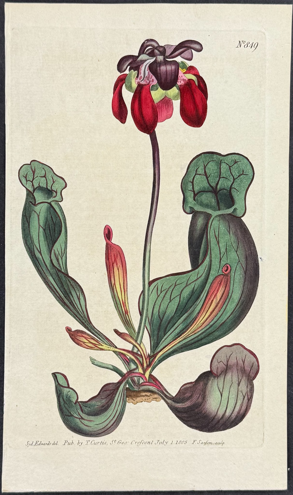Curtis - Carnivorous Broad-lipped Purple Side-Saddle-Flower. 849 (1 of 1)