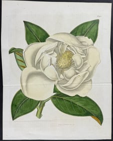 Curtis - Long Laurel-leaved Magnolia. 1952