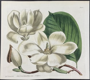 Curtis - Lily-flowered Magnolia, or Yu-lan. 1621
