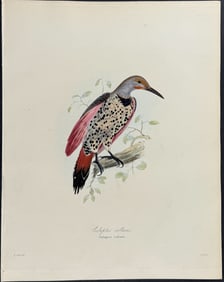 Beechey & Lear - Northern Flicker - Colaptes collaris (after Edward Lear)