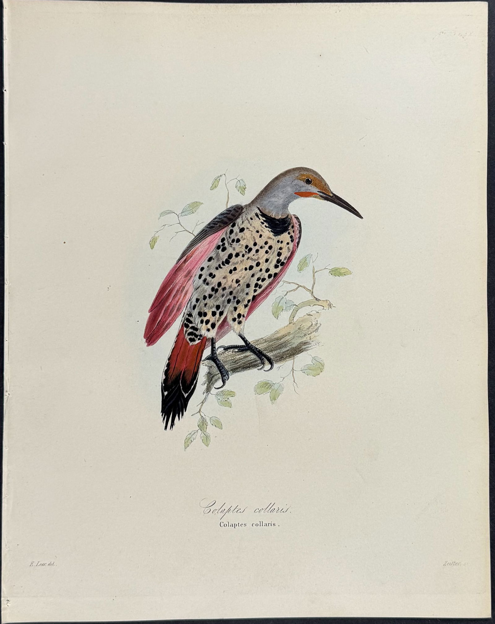Beechey & Lear - Northern Flicker - Colaptes collaris (after Edward Lear): This first edition, originally hand-colored engraving is from Frederick William Beechey's The Zoology of Captain Beechey's Voyage; compiled from the collections and notes made by Captain Beechey, the