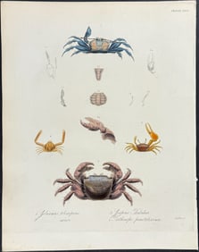 Beechey - Crab - Gelosimus telescopicus, G. minor, Grapens Thukuhar, Parthenope punctatissima