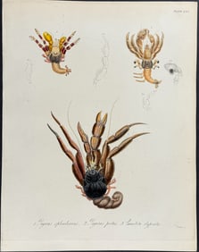 Beechey - Hermit Crab - Pagurus splendescens, P. pictus, Caenchita clypeata