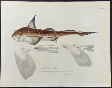 Beechey - Spotted Ratfish - Chimora Colliei