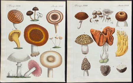 Bertuch - Pair of Mushroom or Fungi Engravings