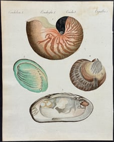 Bertuch - Nautilus, Abalone, & Clam Shells