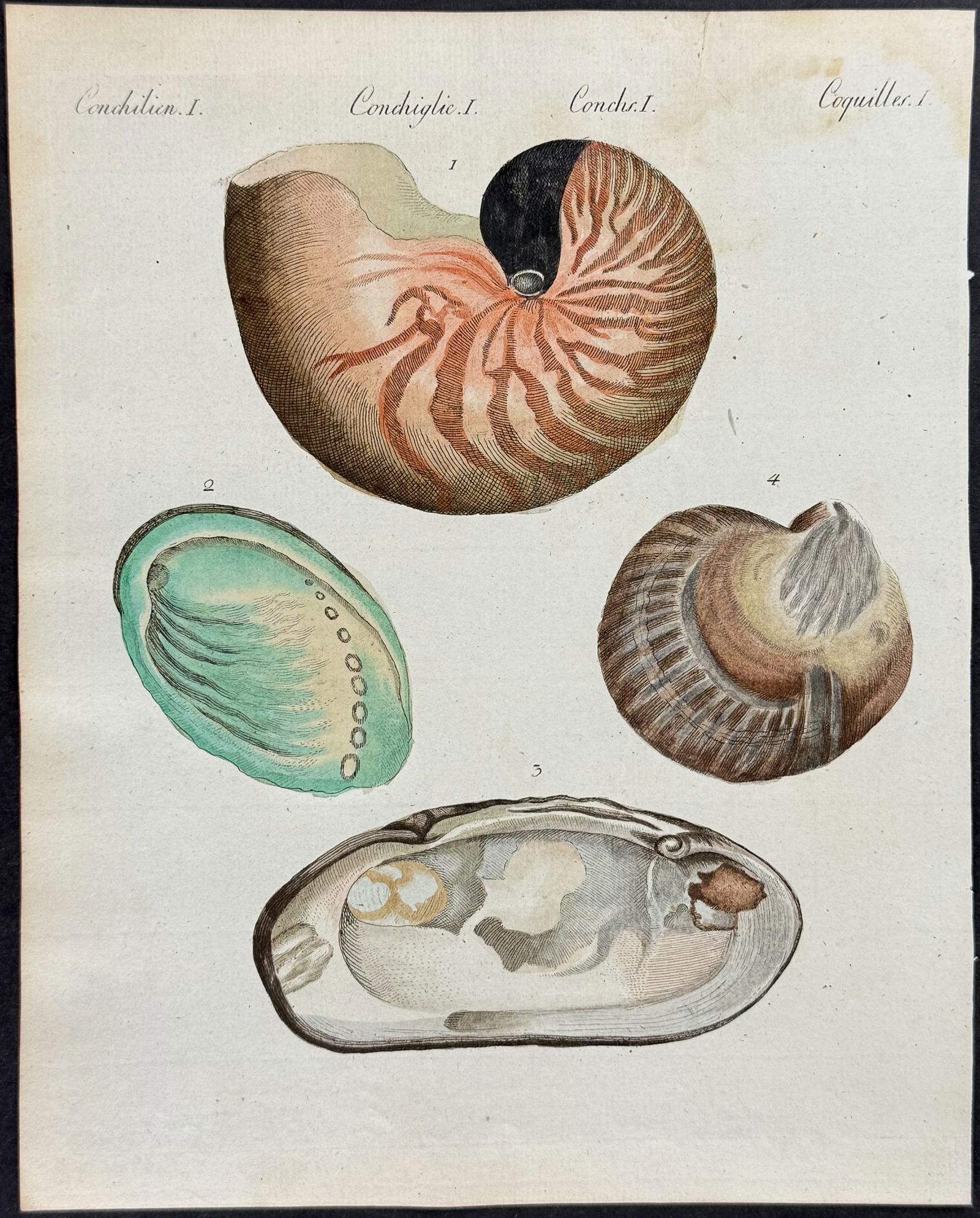 Bertuch - Nautilus, Abalone, & Clam Shells (1 of 1)