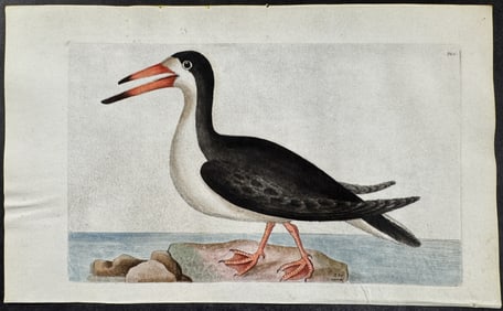 Shaw & Nodder, On Vellum - Black Skimmer. 325