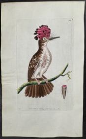Shaw & Nodder, On Vellum - Crested Tody. 405