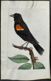Shaw & Nodder, On Vellum - Red-shouldered Oriole. 341