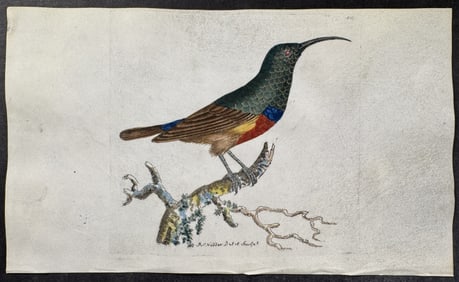 Shaw & Nodder, On Vellum - Red-Bellied Creeper. 837