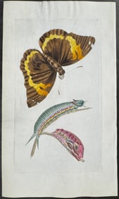 Shaw & Nodder, On Vellum - Cassia Butterfly Metamorphosis. 791