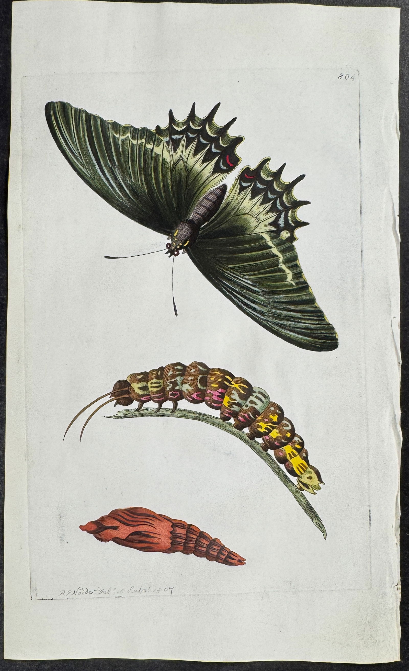 Shaw & Nodder, On Vellum - Butterfly Metamorphosis - Papilio Androgeus. 804 (1 of 1)