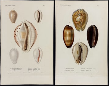 Kiener - 6 Cowrie Shell Engravings