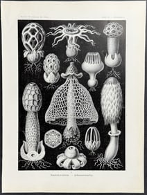 Haeckel - Stinkhorn Mushrooms; Basimycetes. 63