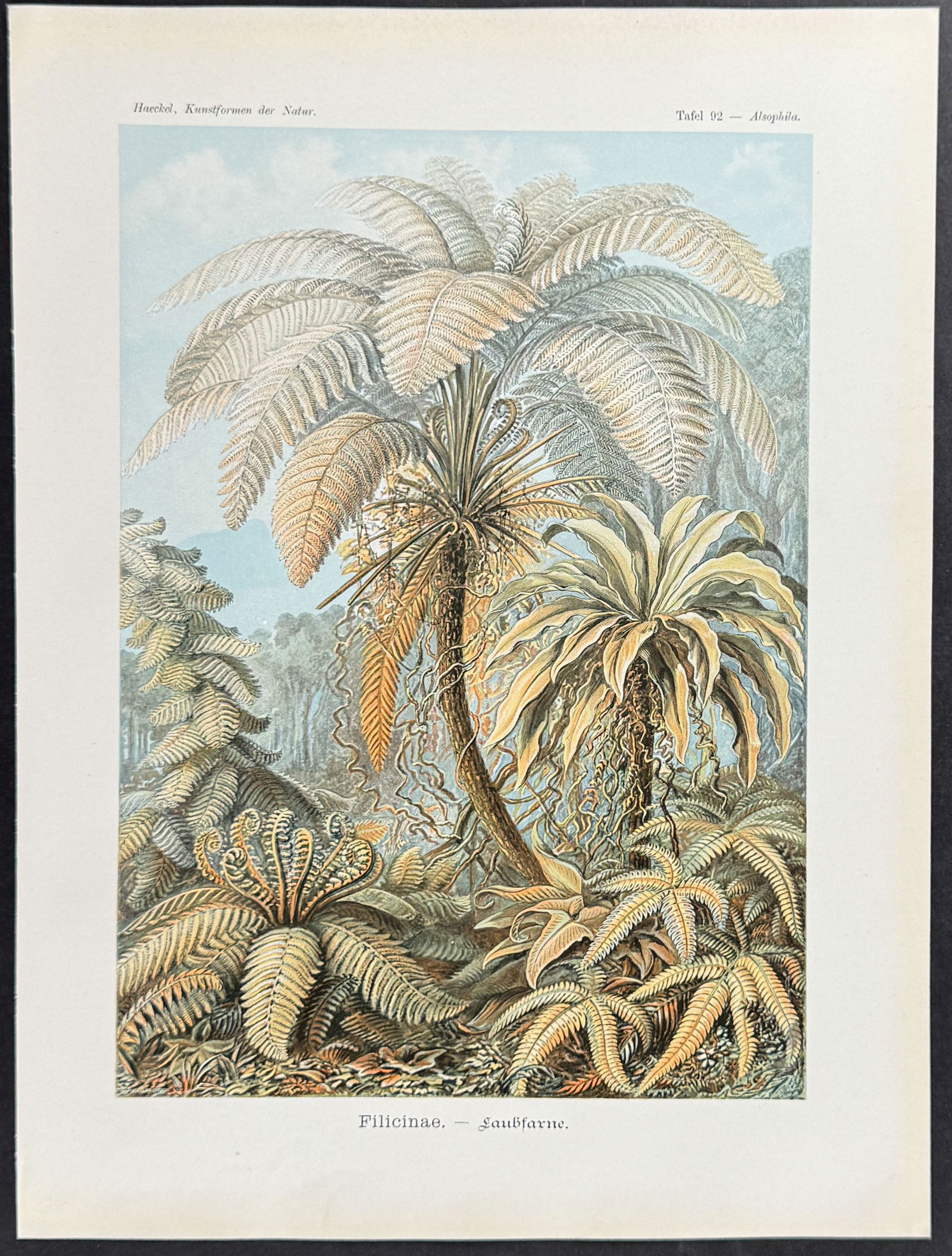 Haeckel - Palm Tree & Ferns; Filicinae. 92 (1 of 1)