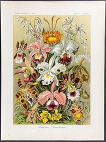 Haeckel - Orchids; Orchideae. 74