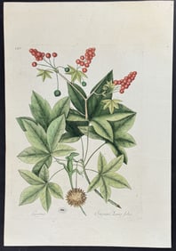 Catesby - Green Lizard of Carolina (American Chameleon) with Sweet Gum Tree. 2-65