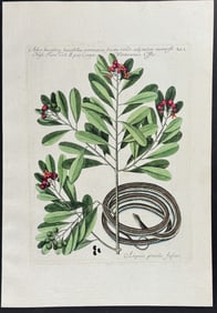Catesby - Ribbon Snake with Winter?s Bark (Cinnamon Bark). 2-50