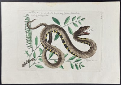 Catesby - Water Viper (Brown Water Snake) with Fetter Bush. 2-43