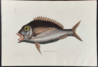 Catesby - Porgy. 2-16