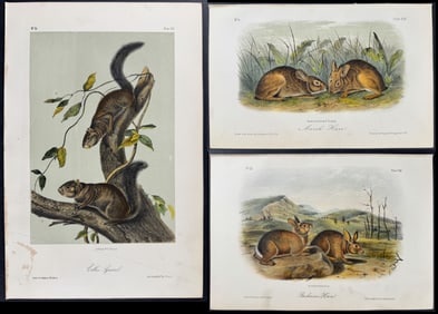 Audubon - 6 Hare & Squirrel Lithographs