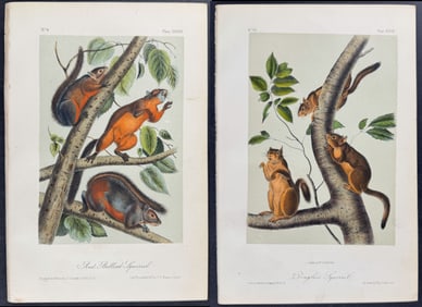 Audubon - 4 Squirrel Lithographs