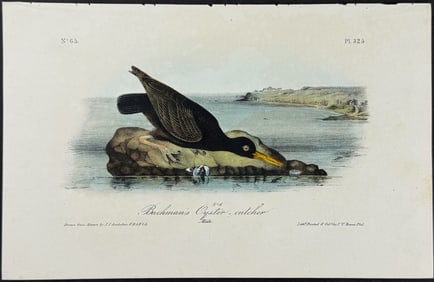 Audubon - Bachman's Oyster-catcher. 325