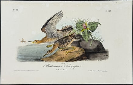 Audubon - Bartramian Sandpiper. 327