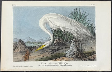 Audubon - Great American White Egret. 370