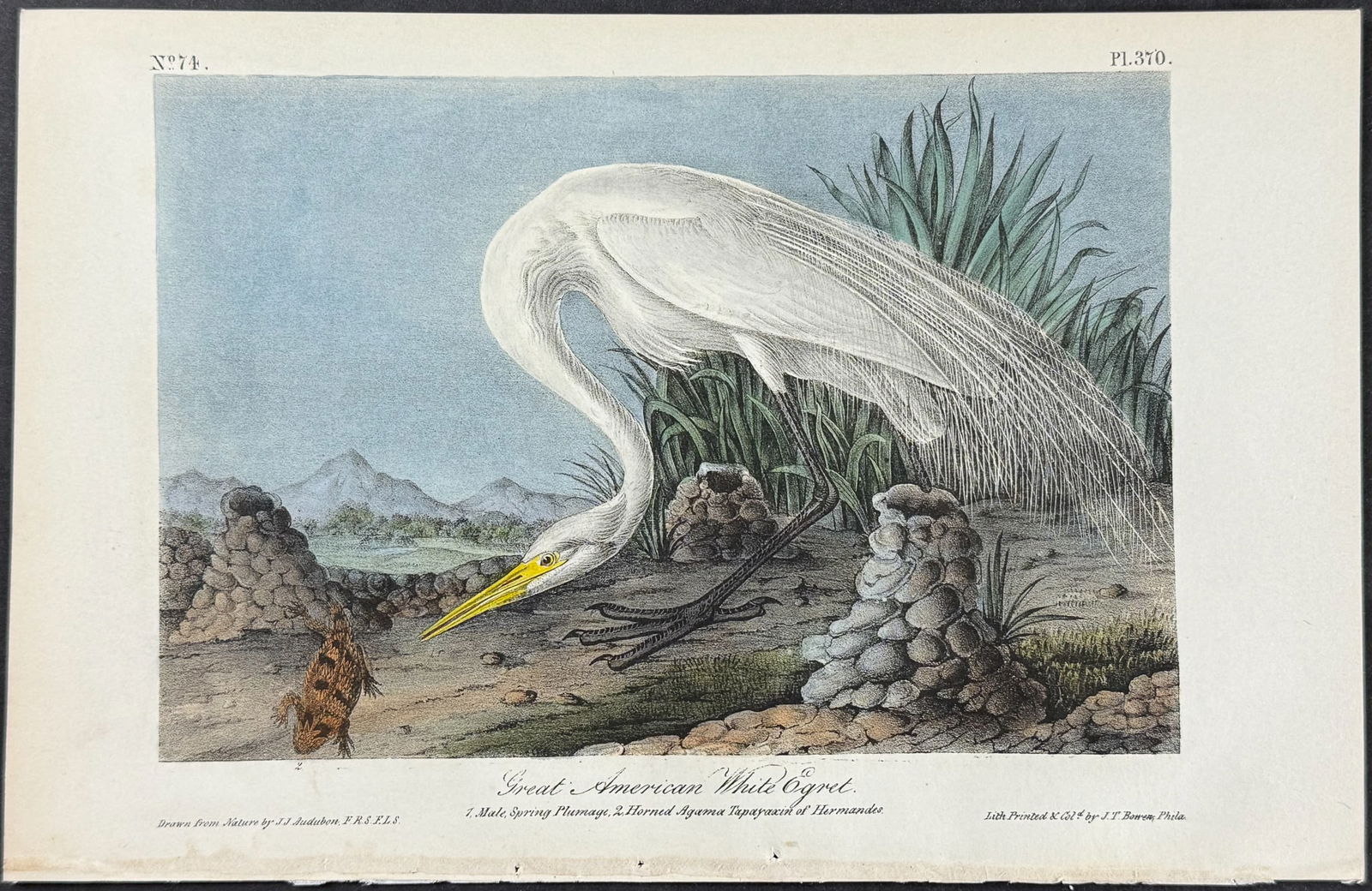 Audubon - Great American White Egret. 370 (1 of 1)