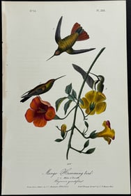 Audubon - Mango Hummingbird. 251