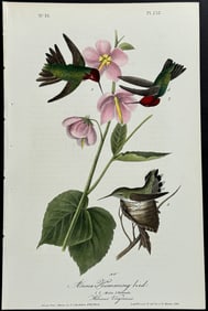 Audubon - Anna Hummingbird. 252