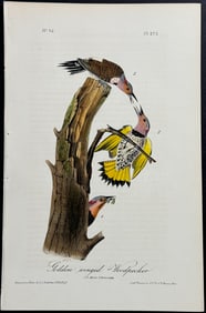 Audubon - Golden-winged Woodpecker. 273