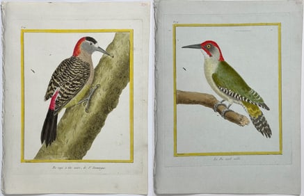 Martinet & Buffon - 4 Woodpecker Engravings